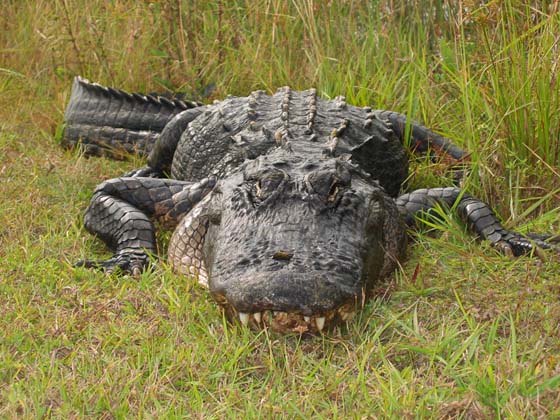 Everglades, Key West, Florida